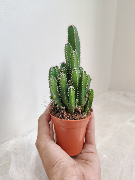 Small Non-Grafted Fairy Castle Cactus