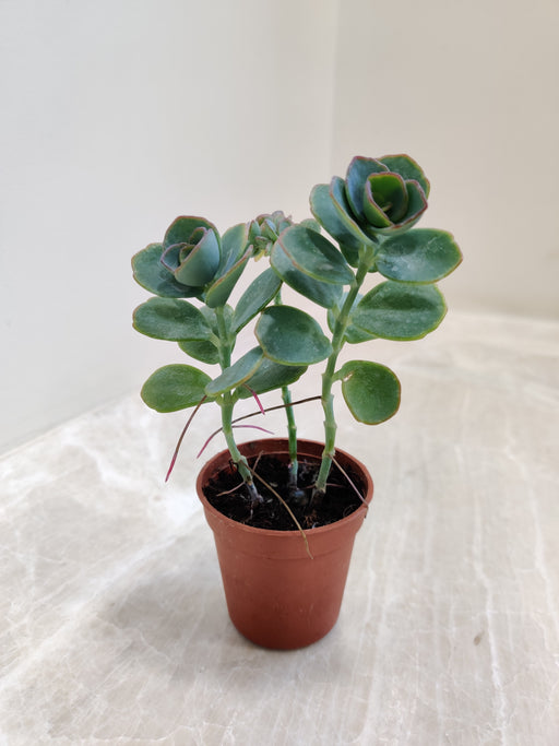 Mini Marnieriana Kalanchoe in Small Pot Indoor Succulent