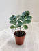 Mini Marnieriana Kalanchoe in Small Pot Indoor Succulent