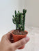 Opuntia Tuna Montrosa Succulent in 5.5 cm pot