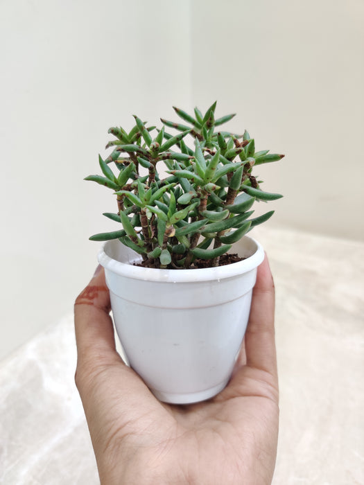 Indoor-Crassula-Mini-Pine-Succulent