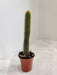 Miniature Winteri Cactus Indoor Plant