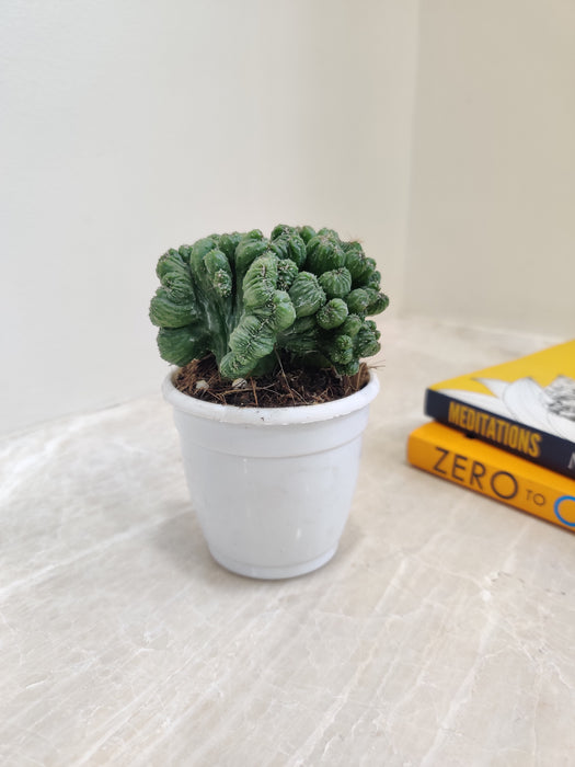 Air purifying Monstrose Cactus in 7cm pot