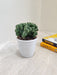 Air purifying Monstrose Cactus in 7cm pot