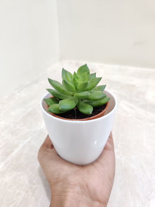 desk succulent plant Buy Succulent Plant for Office Desk