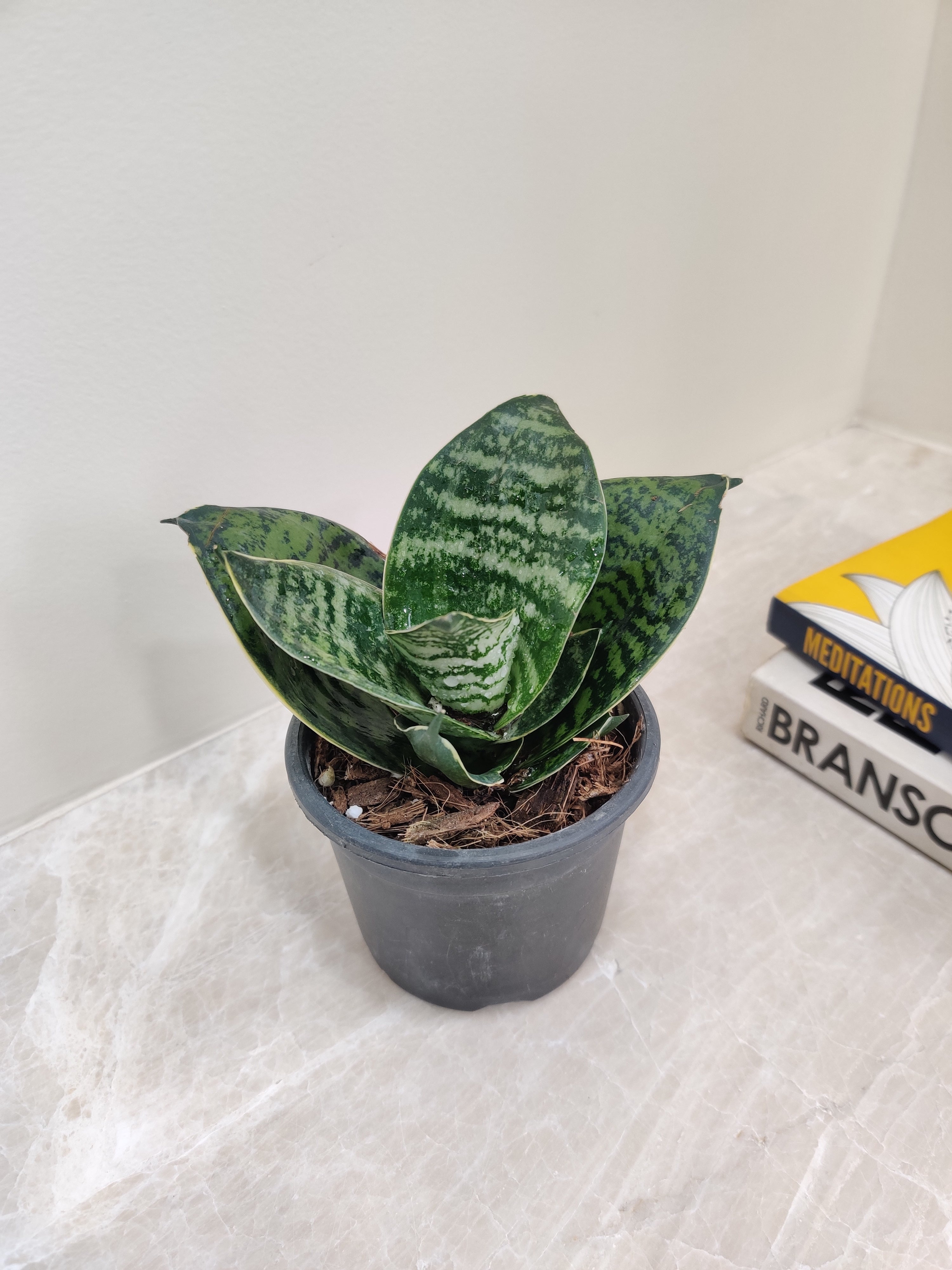 dwarf snake plant price Buy Green Dwarf Snake Plant Online at Lowest Price in India – ChhajedGarden.com