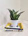 Lush green Sansevieria Superba for indoor ambiance