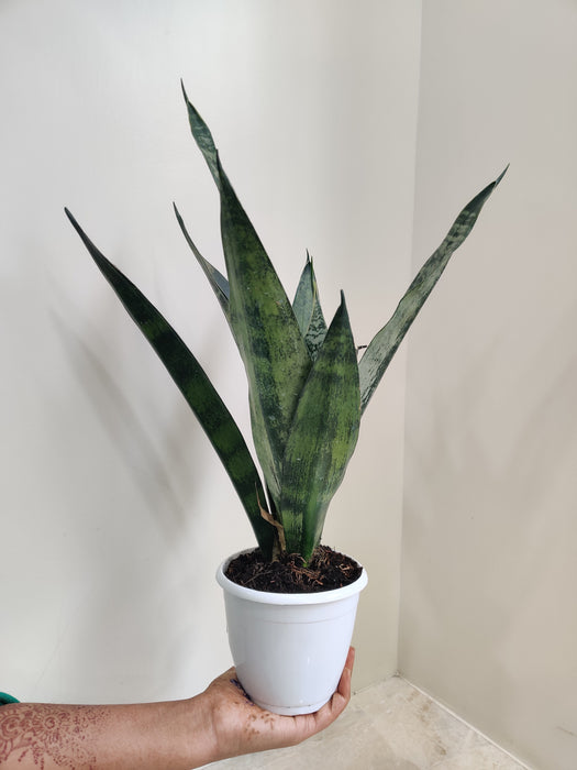Easy-care indoor Sansevieria Trifasciata Princess with air-purifying qualities