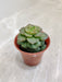 Resilient Echeveria Rolly for Home Decor