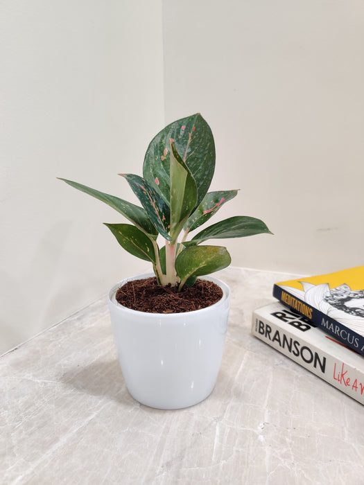 Elegant Aglaonema 'Star Dust' with pink speckles for indoors