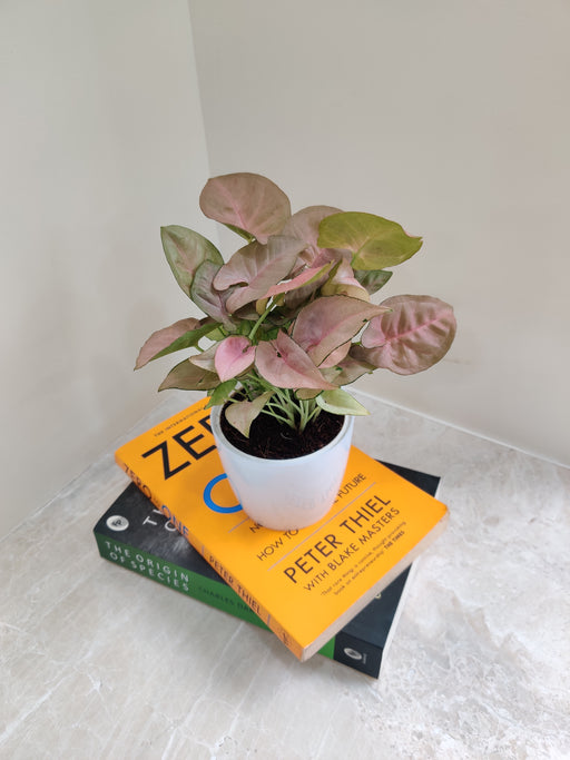 Air-purifying Syngonium Pink Plant perfect for office desks.