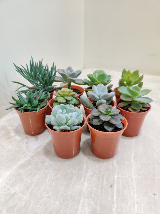 Indoor Variety Pack of Succulent Plants
