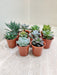 Indoor Variety Pack of Succulent Plants