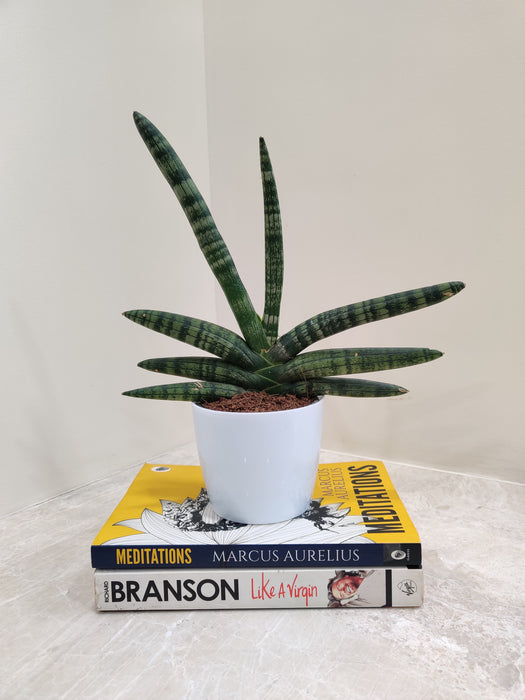 Stress-Relieving Boncel Plant for Office