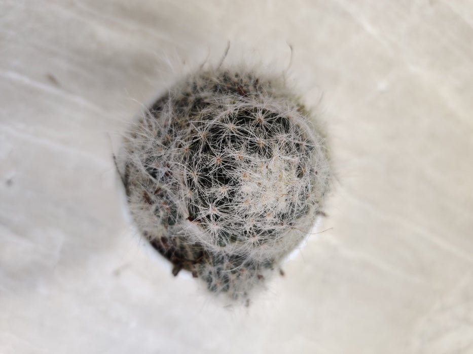 Soft white feather-like Mammillaria plumosa