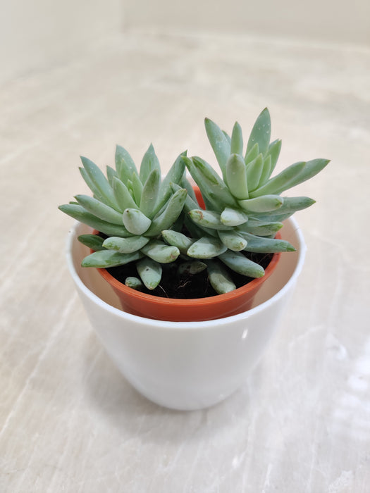Office desk friendly succulent plant for corporate gifting