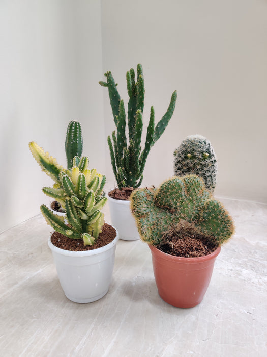 Non Grafted Cactus Plant Pack of 5 (Assorted any 5)