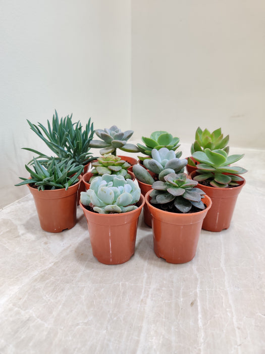 Vitality Assorted Indoor Succulent Plants