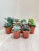 Vitality Assorted Indoor Succulent Plants