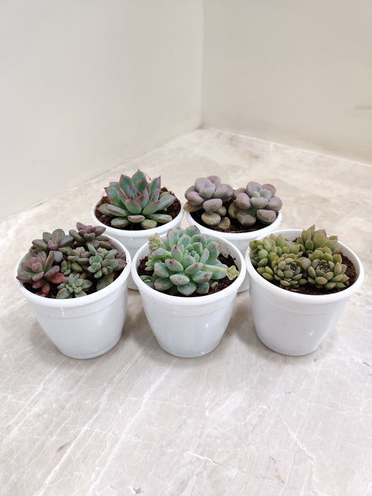 small indoor succulents 5-Pack Succulent Set