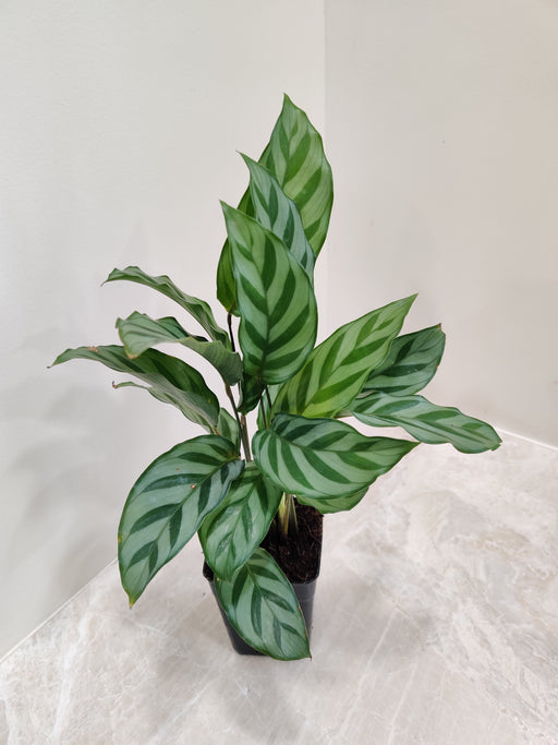 ChhajedGarden's Calathea Freddie, a vibrant addition to Indian homes.