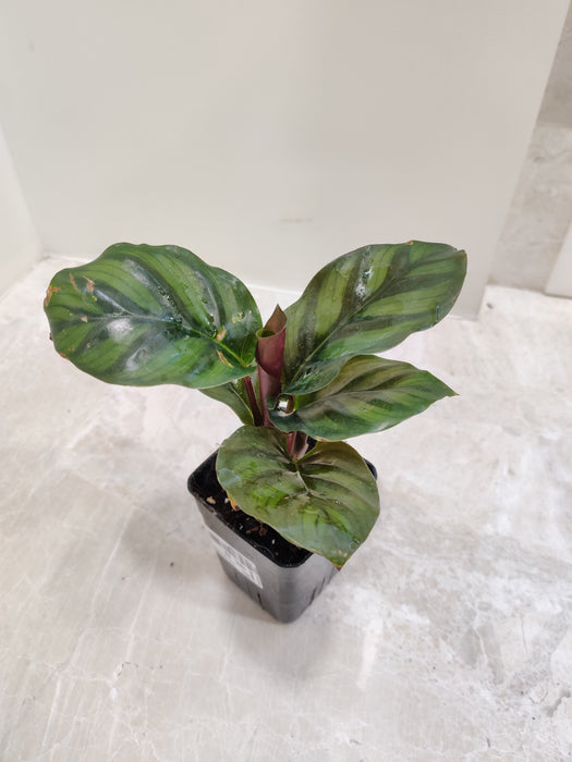 Indian indoor plant - Calathea Rose Apple in a compact pot.