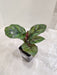 Indian indoor plant - Calathea Rose Apple in a compact pot.