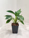 Compact Philodendron Birkin Perfect for Indoor Plant Enthusiasts in India