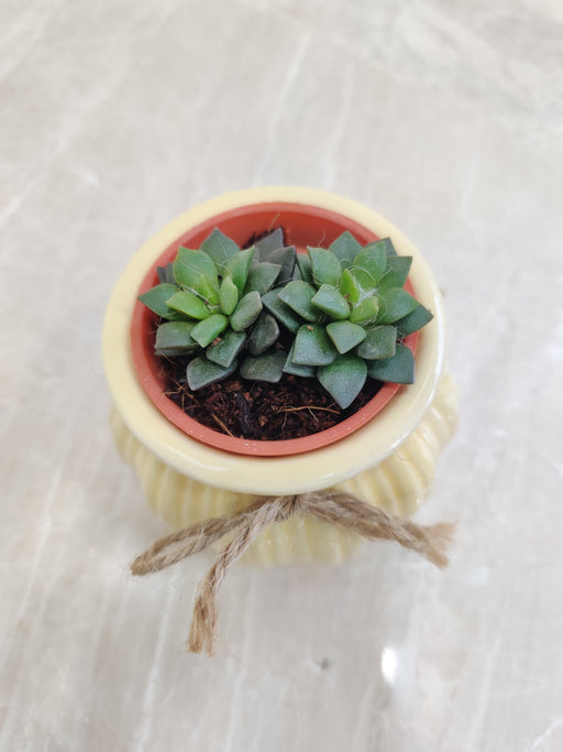 Succulent in ceramic pot for office
