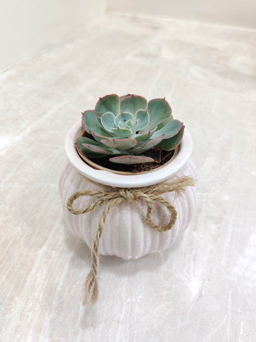 Modern succulent gift for the professional workspace.