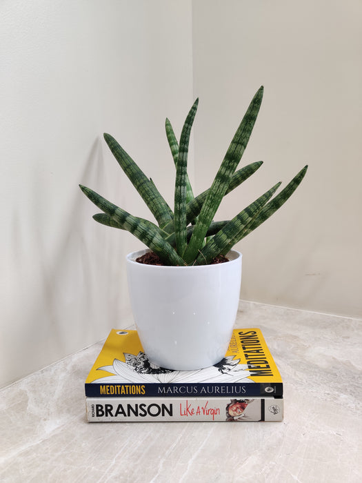 Healthy Boncel Snake Plant in stylish white pot