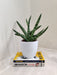 Healthy Boncel Snake Plant in stylish white pot
