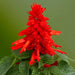 Salvia Mojave Red Flower Seeds