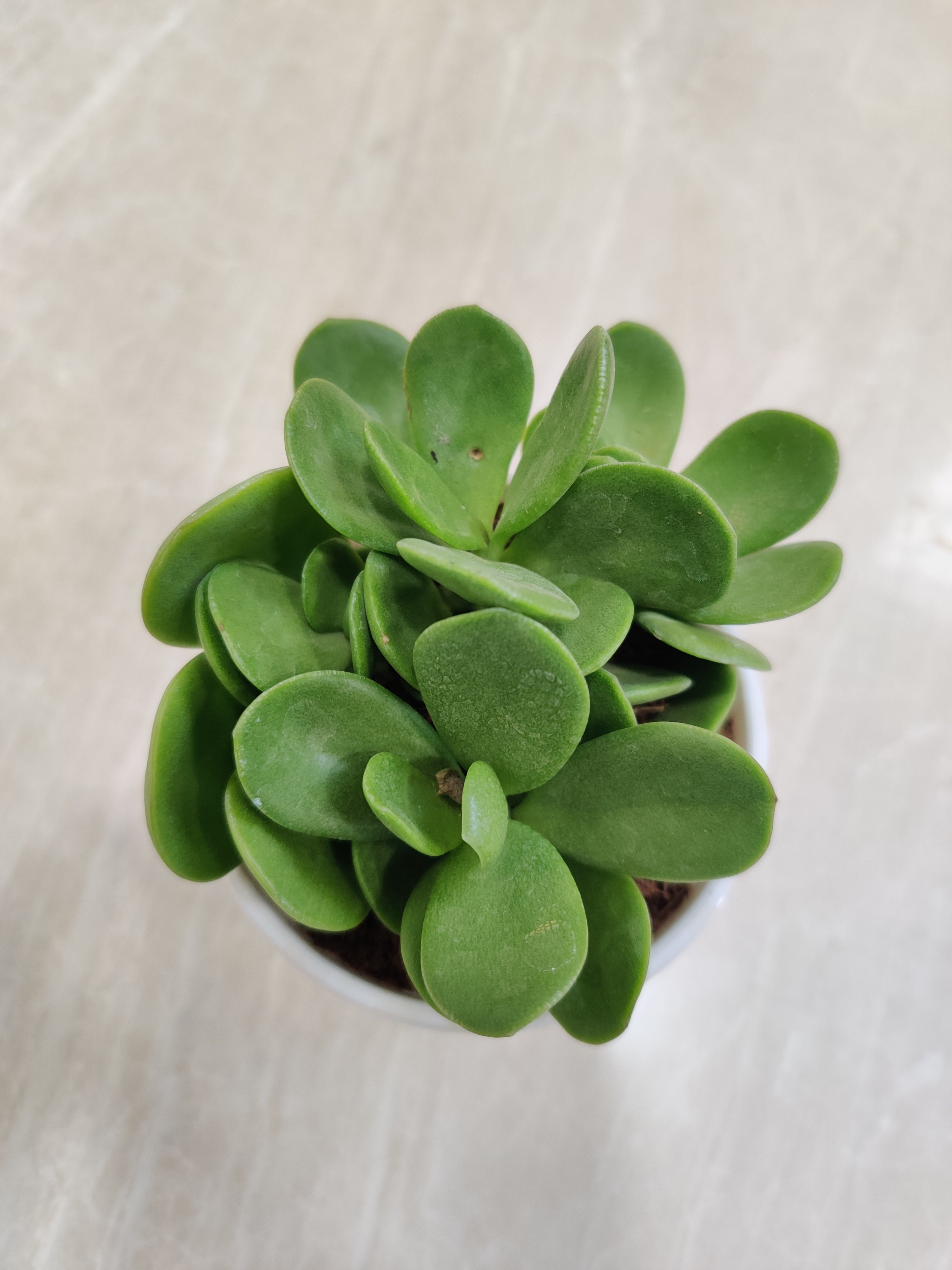 money maker jade plant Crassula Money Maker (Jade Plant) Succulent Plant