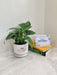 Eco-friendly Variegated Money Plant gift