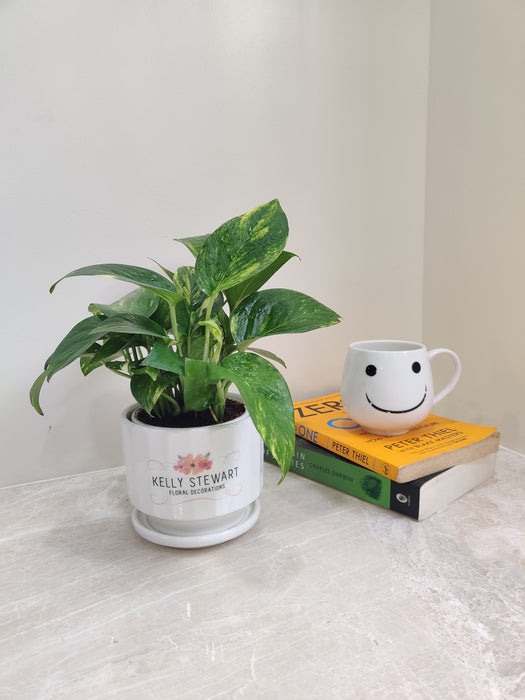 Corporate gifting Money Plant