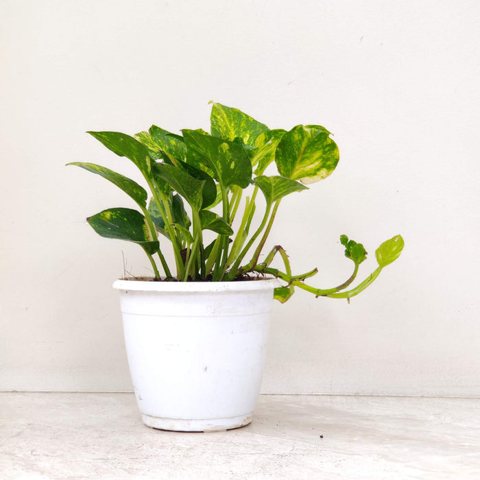 Buy Lucky Plants Combo – Good Luck Indoor Plants Set with Peace Lily, Lotus Bamboo, Money Plant, Snake Plant & Jade Plant