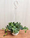 Money Plant Silver Satin Hanging - Elegant Plant with Silvery Foliage