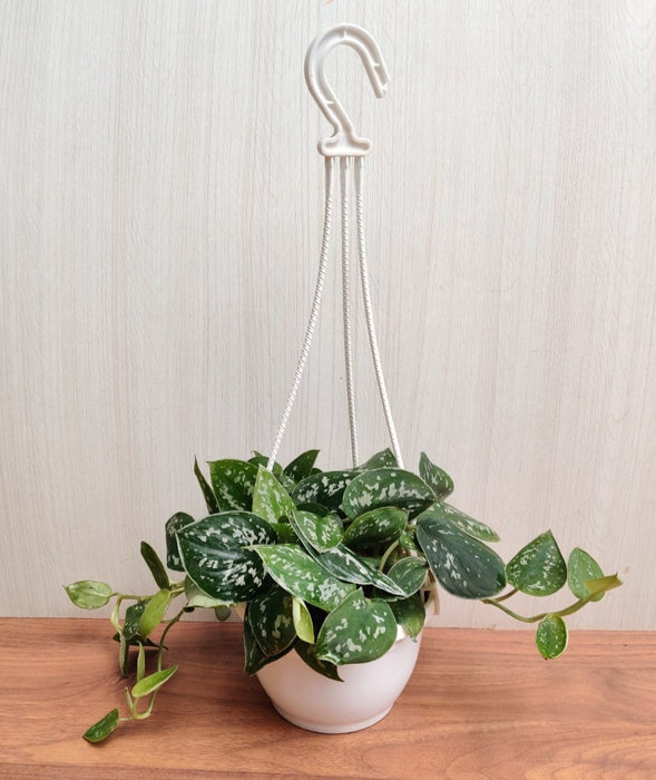 Money Plant Silver Satin - Adds Elegance and Silver-Hued Foliage to Hanging Displays