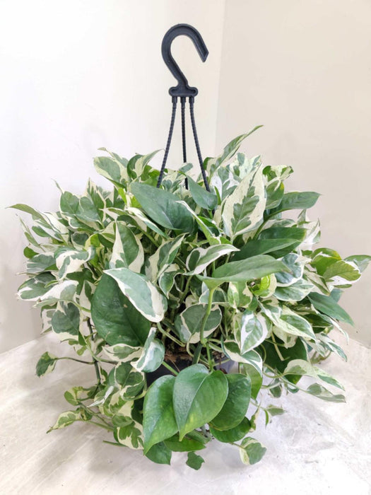 Moneyplant Scindapsus Njoy Hanging 20 Cm Pot