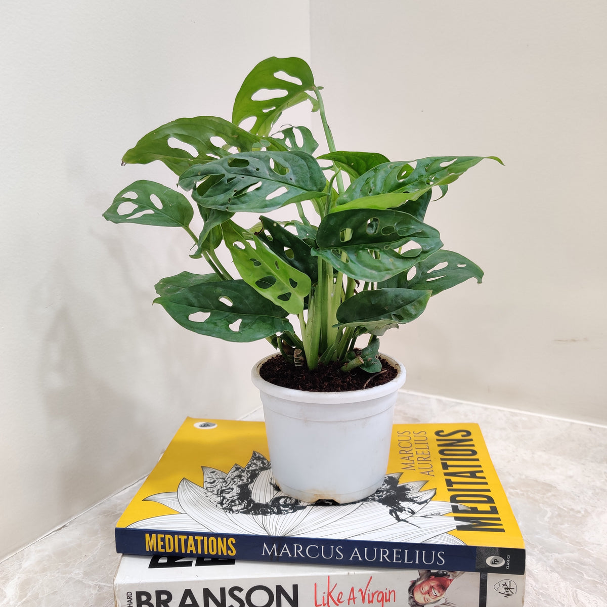 Monstera Adansonii Indoor Plant