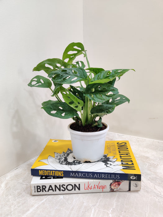 philodendron broken heart Monstera Adansonii Indoor Plant