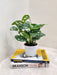 Lush-Philodendron-Broken-Heart-Leafy-Houseplant