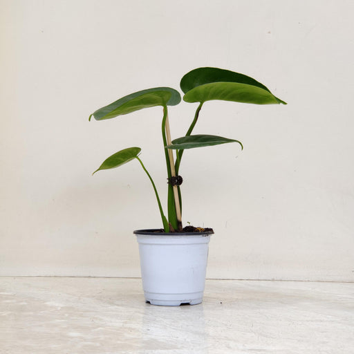 monstera green galaxy care Green Galaxy Monstera Indoor Plant