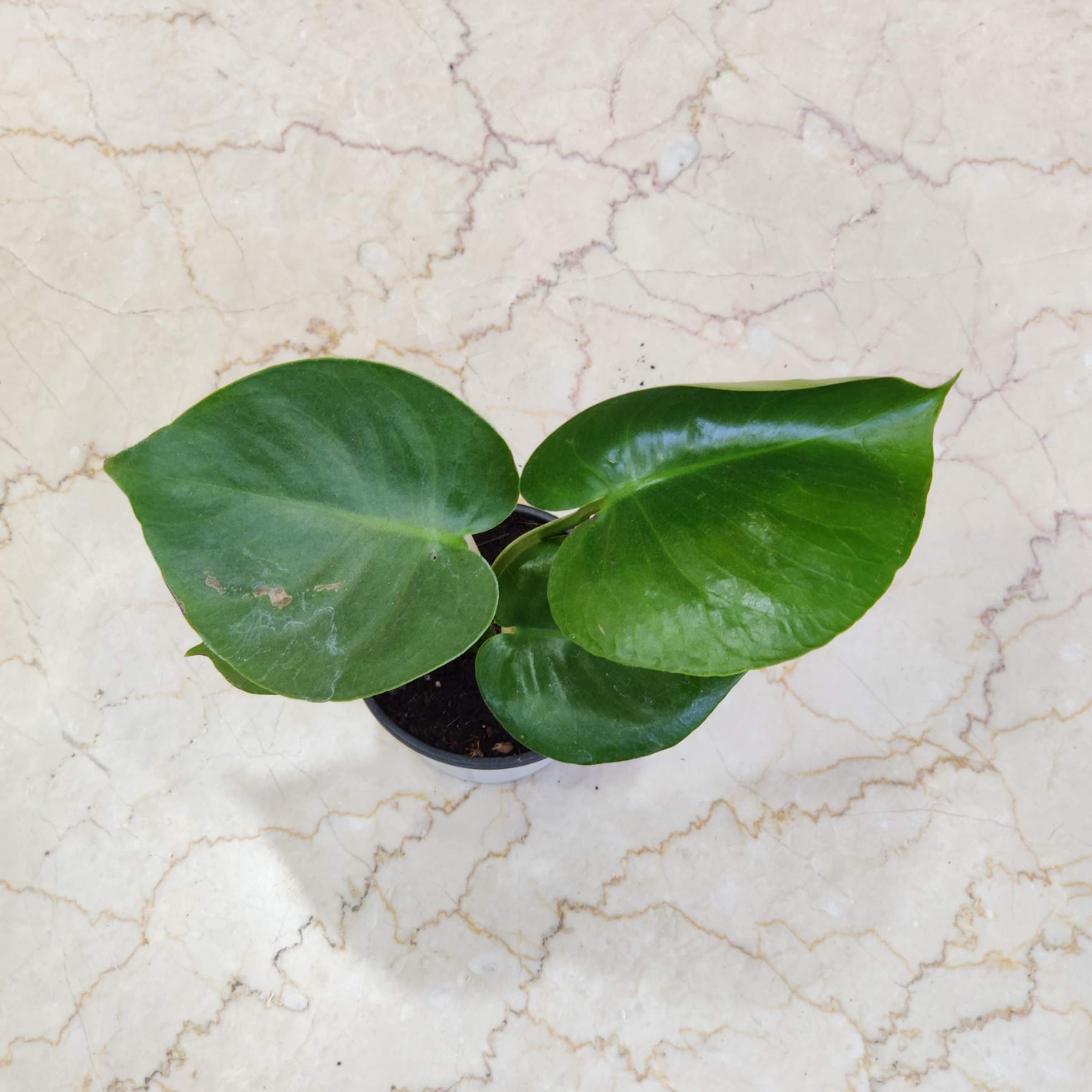 monstera green galaxy care Green Galaxy Monstera Indoor Plant