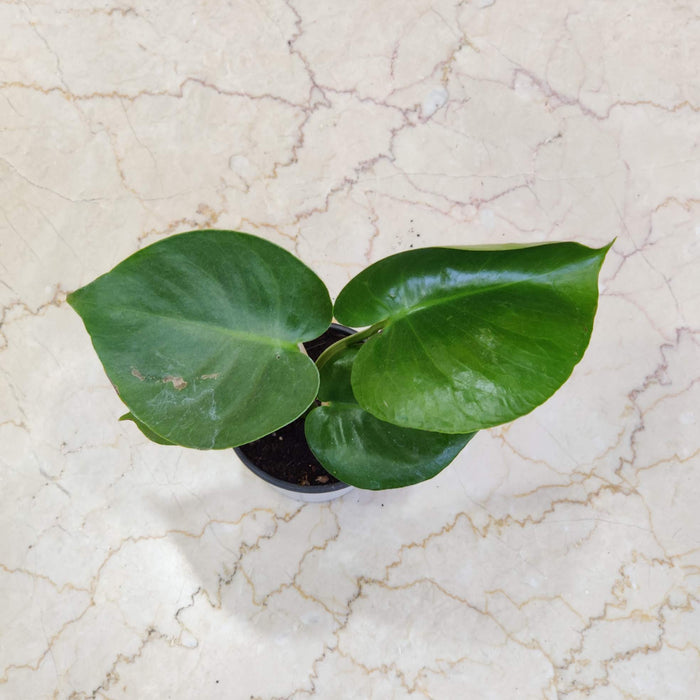 Green Galaxy Monstera Live Indoor Plant in 10cm Pot