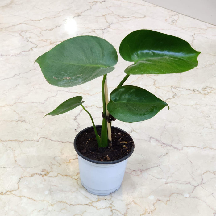 Green Galaxy Monstera Live Indoor Plant in 10cm Pot