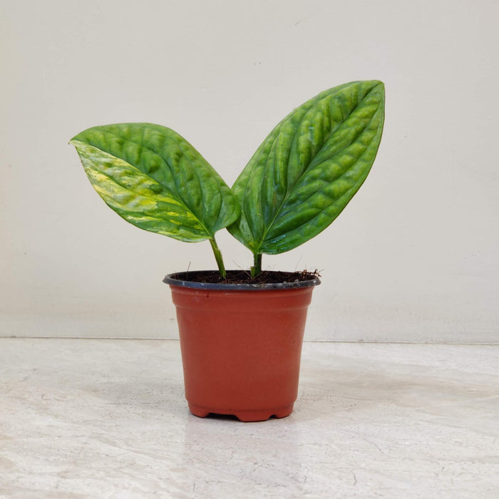 Monstera Peru Variegated Live Indoor Plant | 8.5cm Pot