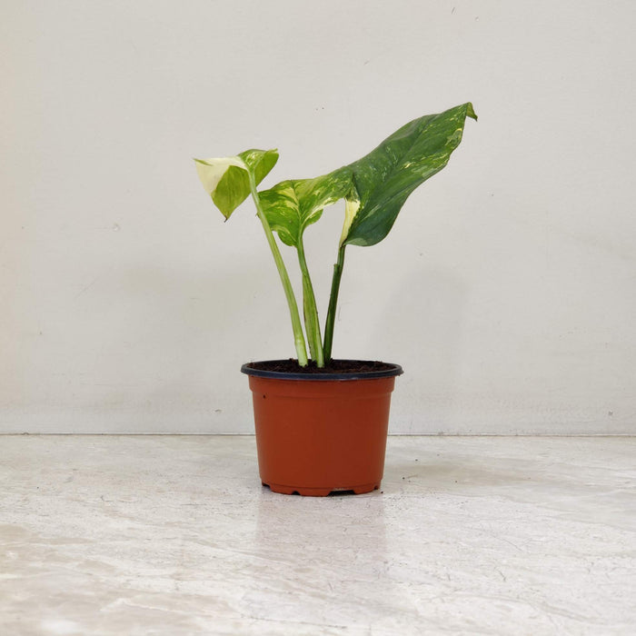 Varigated Monstera Live Indoor Plant | 8.5cm Pot
