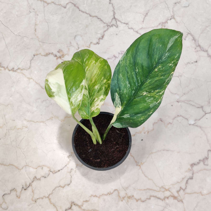 Varigated Monstera Live Indoor Plant | 8.5cm Pot